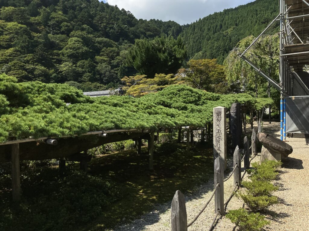 横に伸びている遊龍の松