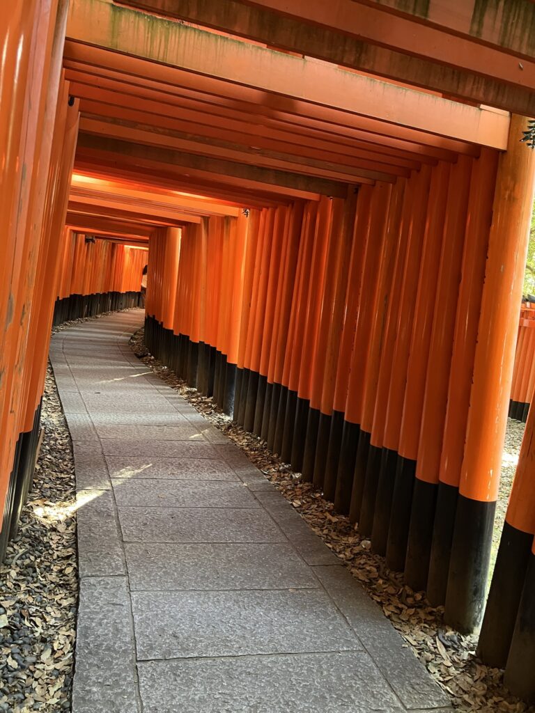 2メートルほどの鳥居が何基も続く道
