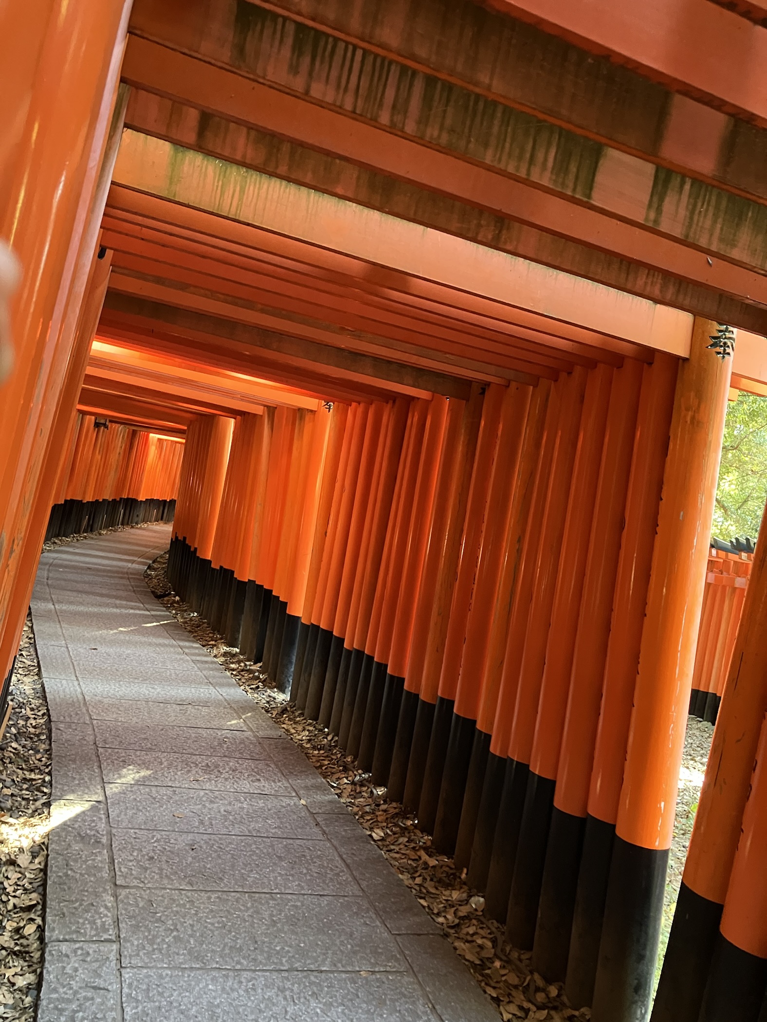 何本も並んでいる赤い鳥居