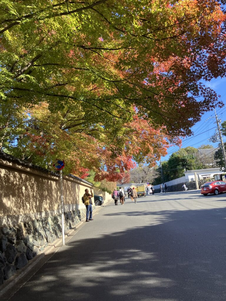 外壁とその内側から見える赤と緑の紅葉の木と道路